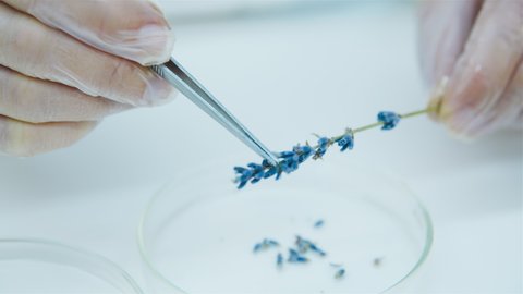 Closeup of laboratory assistant hands and lavender flower. Plucks small buds of lavender flower into a petri dish with tweezers. Production of natural cosmetics and medicines, perfumery.