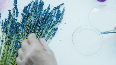 Closeup of laboratory assistant hands and lavender flowers. Plucks small buds of lavender flower into a petri dish with tweezers. Production of natural cosmetics and medicines, perfumery. Top view.