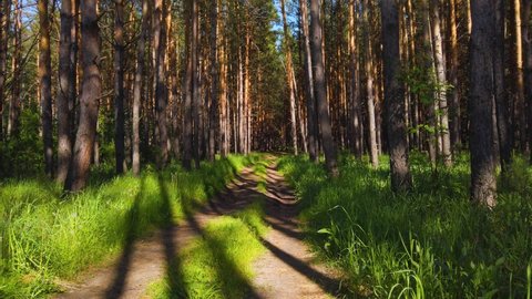 Summer forest in the beauty sunny day. Walking path in green fresh forest. : vidéo de stock