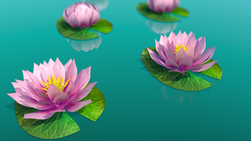 time lapse footage pink lotus water Stock Footage Video (100% Royalty ...