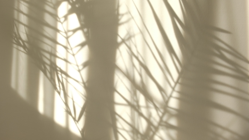 Morning sun lighting the room, shadow background overlays. Transparent shadow of tropical leaves. Abstract gray shadow background of natural leaves tree branch falling on white wall Royalty-Free Stock Footage #1059705287