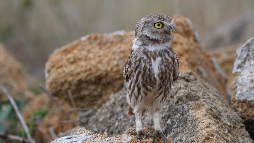 Little owl screams an alarming sound. Athene noctua Royalty-Free Stock Footage #1059705650