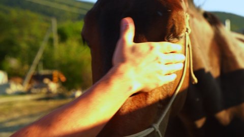 Horses in the stall. Horse's face close-up and flies on the horse's eyes. The male hand strokes the horse's face and removes the flies from the eyes. 4k