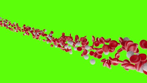 Red blood cells and leukocytes flow on a green screen. The flow of blood in a living organism. Scientific and medical microbiological concept. Enrichment with oxygen, important nutrients, 3d animation
