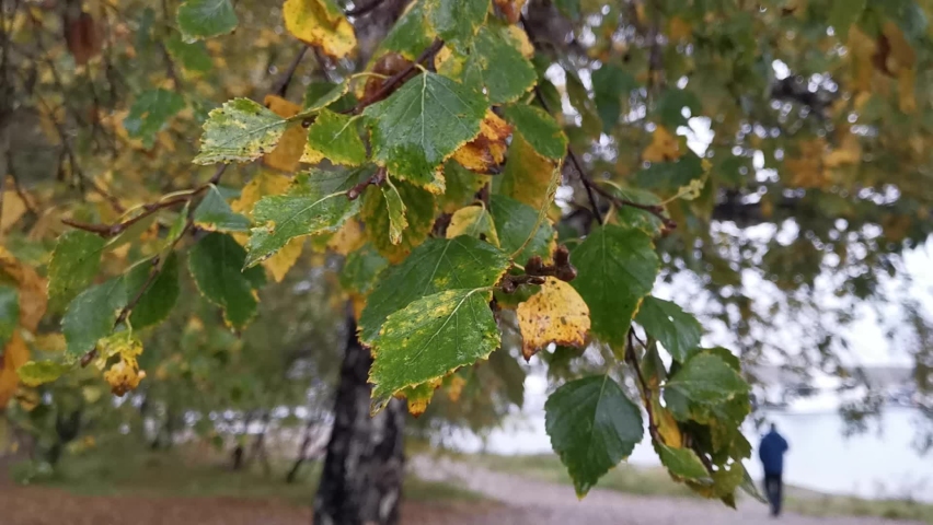 Natural background with wet leaves of trees in the Park.