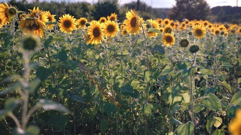 Sunflower Field. sunflowers waving in field with wind. slow motion วิดีโอสต็อก