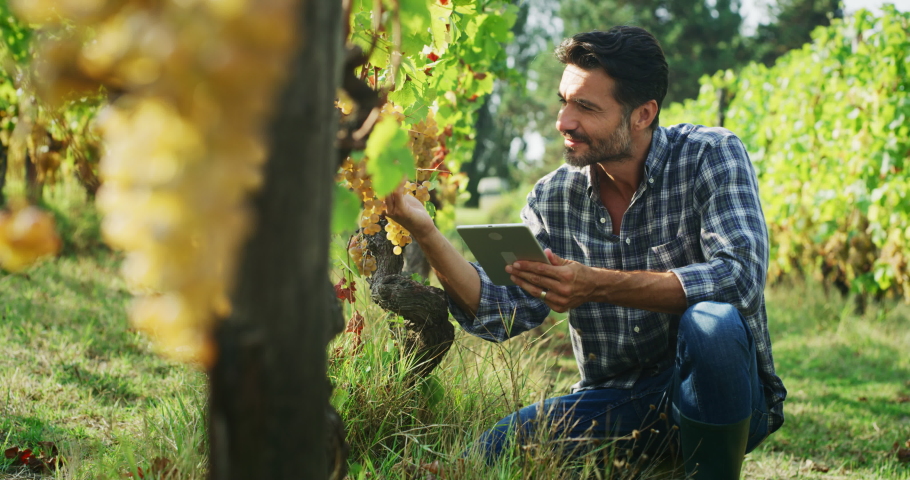 Modern farmer or winemaker is checking ripe grape bunches on vines before picking and singing results with tablet during wine harvest season in vineyard for further high quality wine production.
 Royalty-Free Stock Footage #1059709652