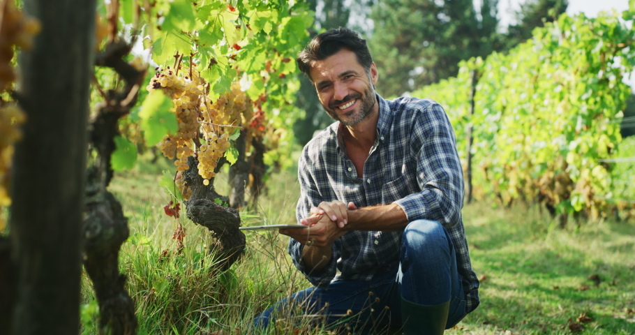 Modern farmer or winemaker is checking ripe grape bunches on vines before picking and singing results with tablet during wine harvest season in vineyard for further high quality wine production.

