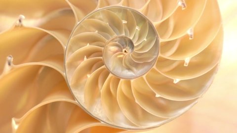Detailed footage of a halved shell of a chambered nautilus (Nautilus pompilius) is turning around its axis