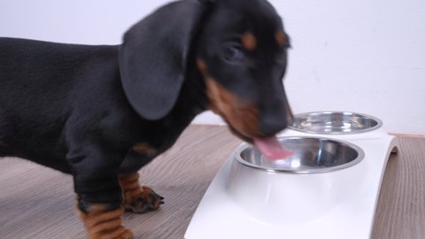 Human hands filling the pet bowls with dry canine food. Cute little black and tan puppy dachshund comes, actively eats and goes out. Feeding dog at home concept