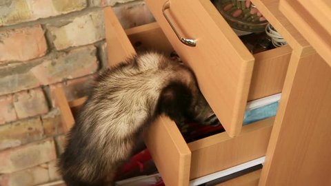 Slow Motion. Ferret searching for something in a drawer.