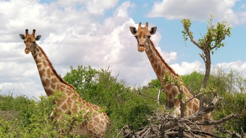 Giraffes walking through etosha national park to a waterhole and drink