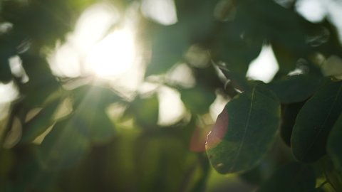 Closeup view 4k video of beautiful fresh green leaves of trees with bursting through branches and foliage magic soft sunset sun light and sunflares.