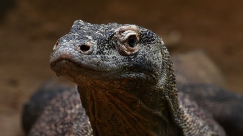 Komodo dragon / Komodo monitor (Varanus komodoensis) turning head towards camera