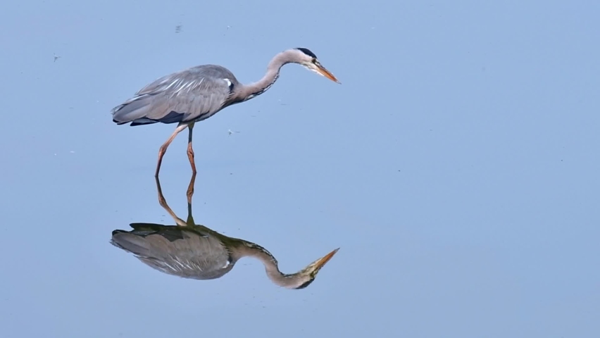 Grey heron (Ardea cinerea) fishing in shallow water of pond / lake and swallowing little fish