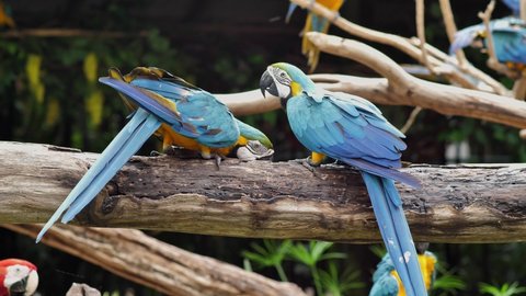 4k footage ; two colorful parrot eating water in crack of dry tree. free colorful bird called 'Macaw' in zoo.