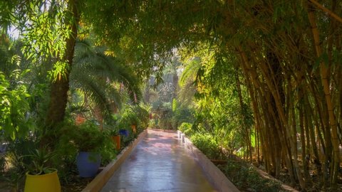 Leisurely stroll through the magnificent Majorelle Gardens in Marrakech. Shady alley with a variety of plants in Majorelle Gardens. HDR 4K shot