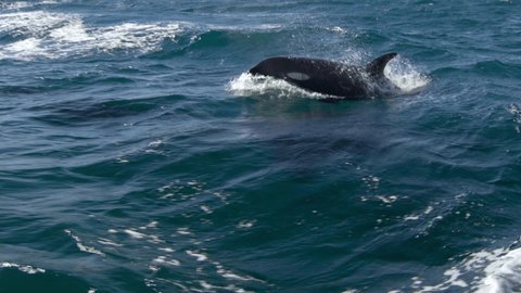 Killer whale (Orcinus orca). The water area near the Kamchatka Peninsula, Avacha Bay.