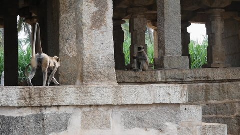 Langur monkeys among the ruins of the ancient city of Vijayanagar in Hampi, Karnataka.