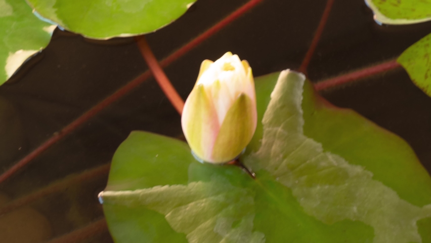 Timelapse of white lotus water lily flower opening in pond, waterlily blooming Royalty-Free Stock Footage #1059726797