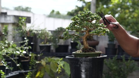 how to trim a bonsai tree video