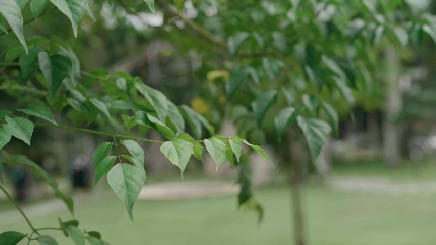Leaf on tree in green graden