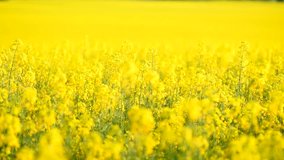 Blooming canola field. Rape on the field in summer. Bright Yellow rapeseed oil. Flowering rapeseed. Full HD video footage 1080p 