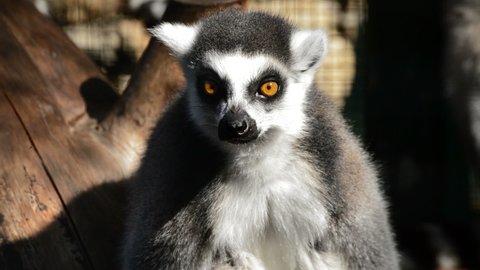 Ringtail lemur looking around in a natural park - Lemur catta