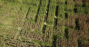 Multiple people walking through a corn maze, aerial drone video