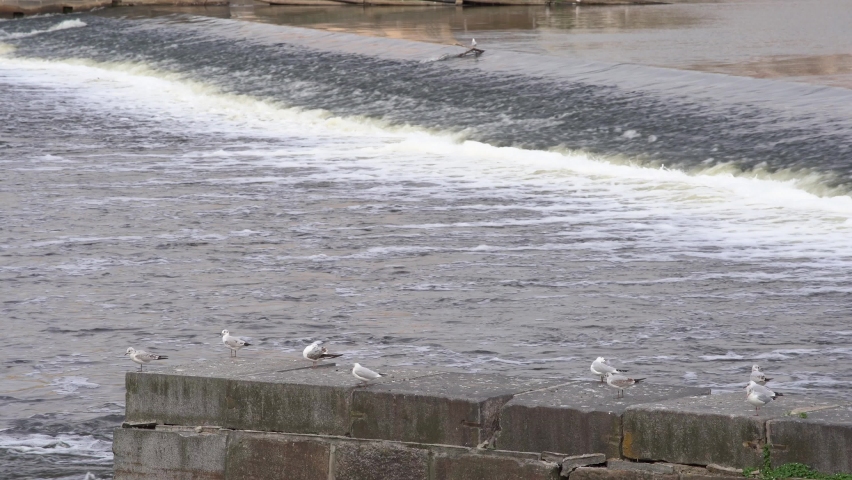 wild seagulls and pigeons on a flood barrier on the river in the town and the flowing river Vltava in the center of Prague