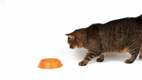 Cute, fat, brown striped cat on a white background approaches his orange bowl with wet cat food and wiggles his short, fluffy tail.