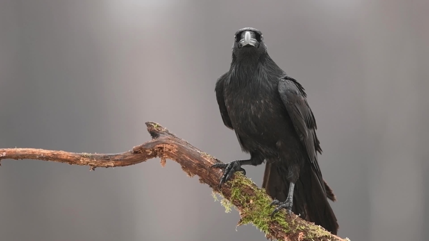Raven ( Corvus corax ) close up Royalty-Free Stock Footage #1059754952