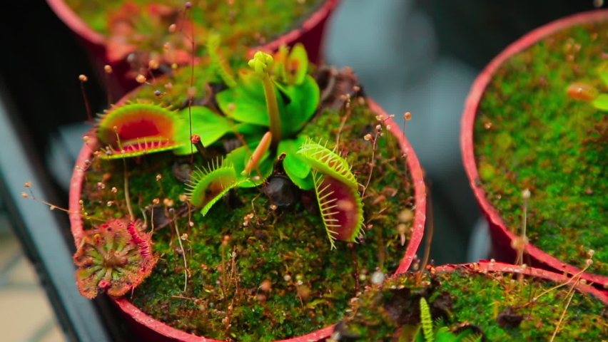 Venus flytrap (Dionaea Muscipula) excited with a finger and she attacks a person like an insect