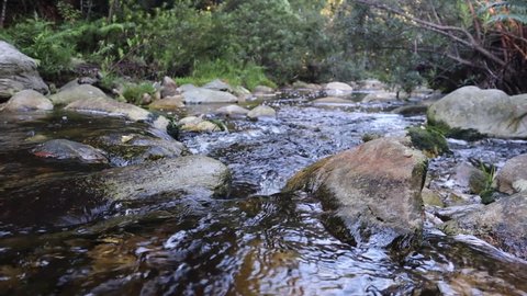 Water flowing through stoney creek in green forest of Knysna, fixed low angle medium shot, real time