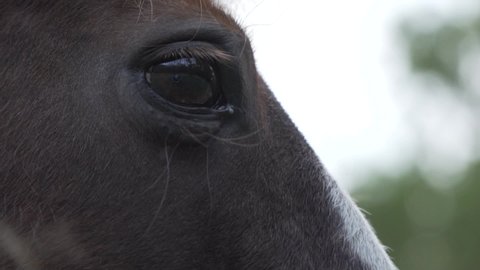 close up of a horses eyes and head while walking