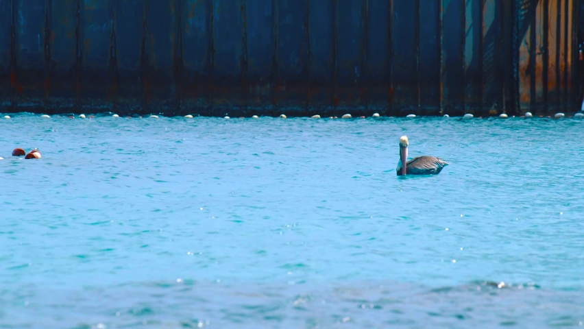 Beach In Curacao - Pelicans Floating In The Blue Sea Water During Sunny Day - Steady Shot