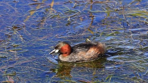 Little Grebe, or Dabchick, water bird on surface of weedy lake in Knysna