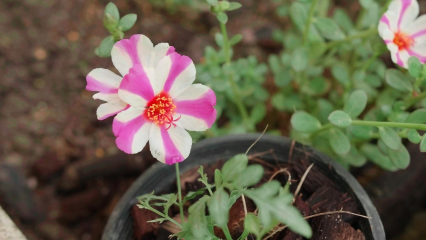 White Pink Flower on graden