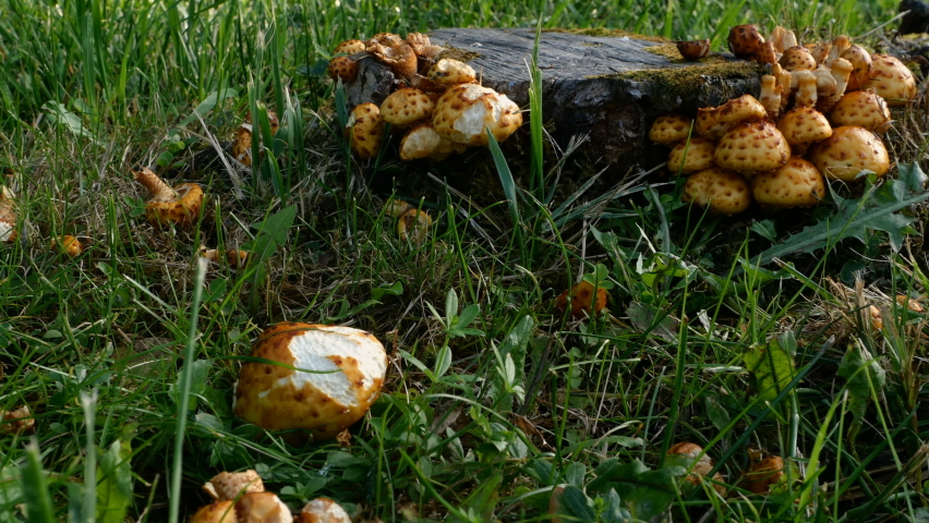 Heap of many mushrooms grow among green grass near stump in forest or forest plantation. Medium plan.