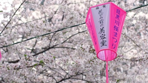 Meguro Sakura Stock Video Footage 4k And Hd Video Clips Shutterstock Meguro Sakura Stock Video Footage 4k And Hd Video Clips Shutterstock