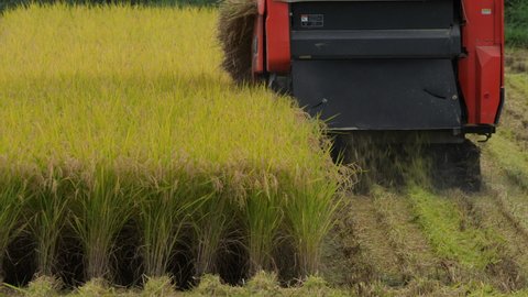 Back view of rice harvester that harvests rice ears in paddy fields on a sunny day in early autumn. Agriculture in Asia