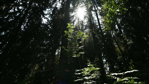 Green woodland scene with sunlight coming through the trees Video Stok