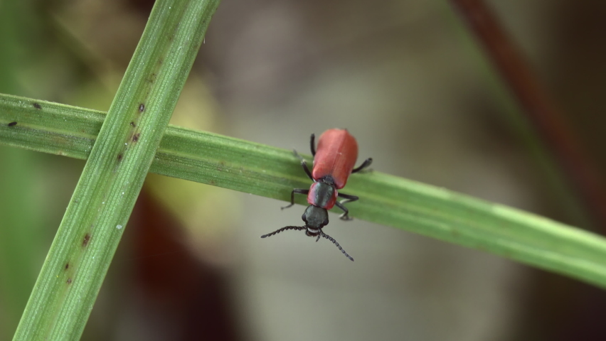 Macro shot of a small beetle with red elytra of the family Lycidae, crawling along a green blade of grass.