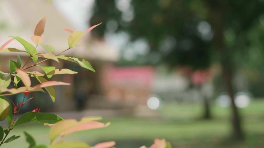 Green plant in green graden