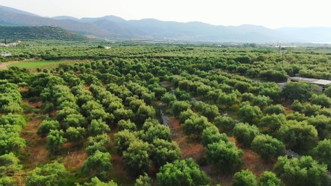 fly over olive (Olea europaea) grove in Crete. Trees and mountain setting