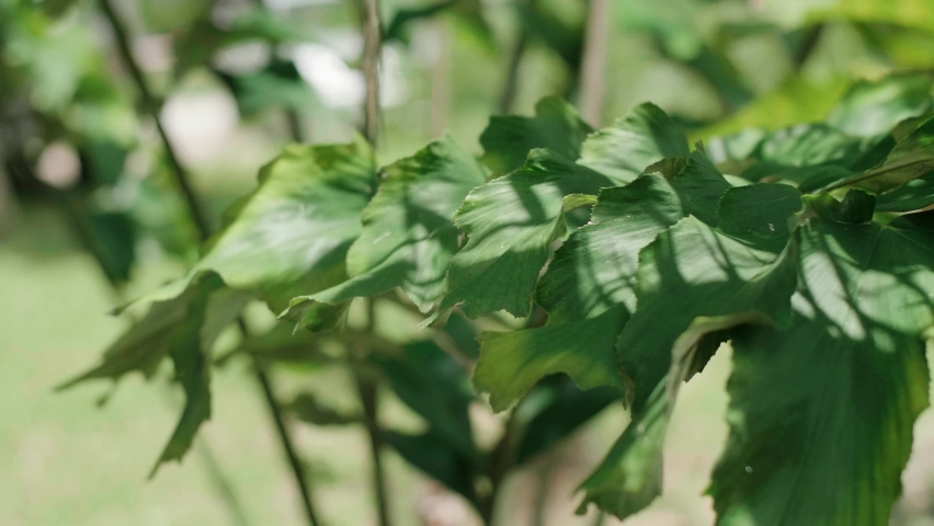 Green tree in green graden