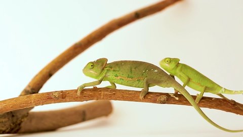 Chameleons close-up on a white background. The younger chameleon climbs onto the older one. Studio shooting of animals.