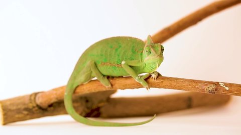 A chameleon sits on a branch and looks around in close-up on a white background. Studio shooting of animals.