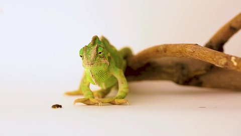 Chameleon catches an insect with his tongue close-up on a white background. Reptile hunting. Studio shooting of animals.