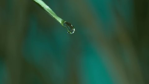 green grass with falling dew drop